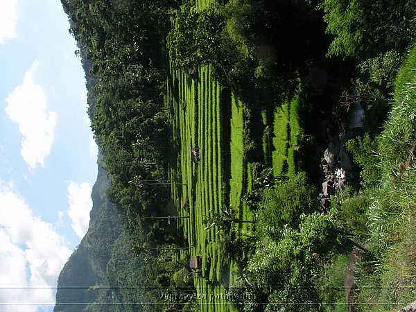 P1010054.JPG