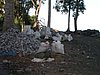 P4220177.JPG
