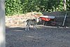 IMG_0286.JPG