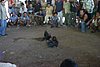 IMG_0116.JPG