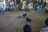 IMG_0126.JPG
