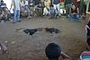 IMG_0129.JPG