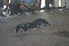 IMG_0173.JPG