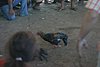 IMG_0178.JPG