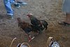 IMG_0183.JPG