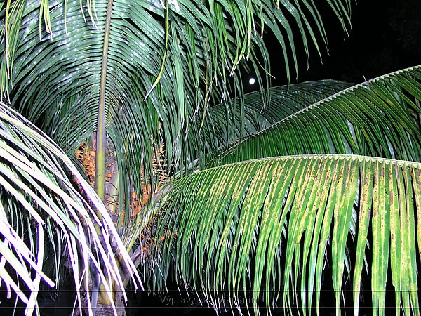 P1010115.JPG