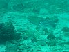 P1010047.JPG